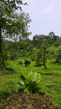 A wide-angle shot capturing a vibrant green tropical hillside dotted with various trees and lush vegetation. In the foreground, large, broad leaves resembling Alocasia or Taro plants stand prominently