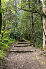 Fototapeta premium Ancient oak forest of Bussaco, in Luso, Aveiro in Portugal. Trail between trees. Stairs in forest. Forest footpath.
