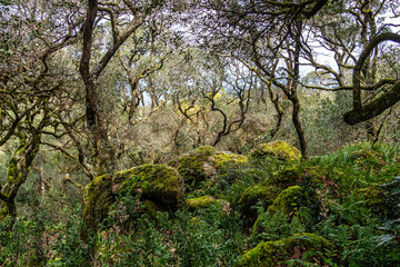 Ancient oak forest of Bussaco, in Luso, Aveiro in Portugal. Trail between trees. Stairs in forest. Forest footpath.