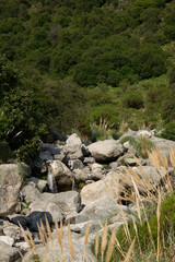 Rocky forest trail with dense vegetation on either side and pampas grass in the foreground. A wild, untouched terrain inviting exploration. Perfect for hiking and nature themes.