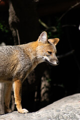 Sharp animal portrait of a fox emerging from forest shadows. Focused eyes and alert ears captured in natural light. A striking representation of wildlife behavior.