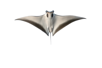 Majestic manta ray gliding gracefully through clear ocean waters showcasing its vibrant beauty