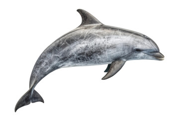 Dolphin swimming gracefully in the ocean showcasing its playful nature and aquatic beauty