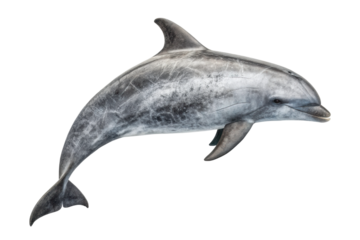 Dolphin swimming gracefully in the ocean showcasing its playful nature and aquatic beauty