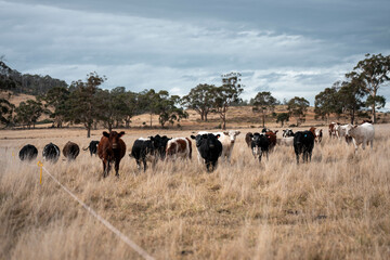 beautiful cattle in Australia  eating grass, grazing on pasture. Herd of cows free range beef being regenerative raised on an agricultural farm. Sustainable farming