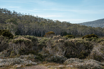 tasmania alpine plants, hiking with a baby on a boardwalk in a national park
