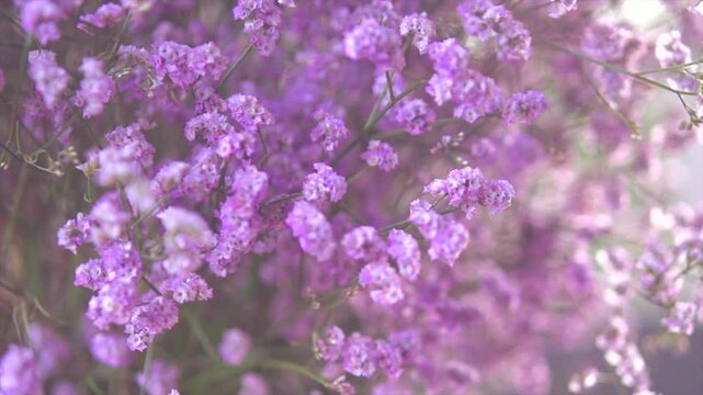 Beauty violet flowers backdrop. Beautiful tiny Kermek flower. Limonium platyphyllum dried flowers. Statice, Statica beautiful plant for floristry. Slow motion 