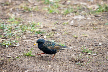 A common starling on the ground foraging