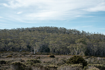 tasmania alpine plants, hiking with a baby on a boardwalk in a national park