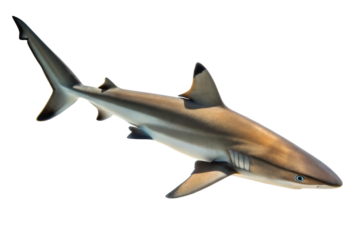 Swimmer gliding through clear ocean water showcasing a vibrant shark in its natural habitat during daytime hours