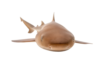 Curious shark gliding through clear waters capturing attention of ocean lovers