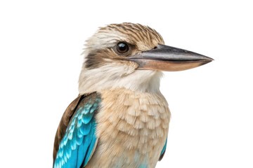 Colorful bird close-up showcasing intricate feathers and vibrant hues for nature enthusiasts and educational purposes