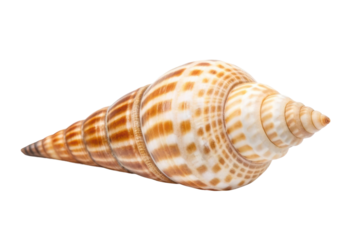 Beautiful spiral seashell as a natural decoration for coastal themes or marine crafts
