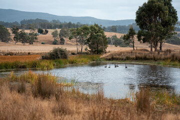 Water dam on a farm in a field surrounded by trees and green grass in australia