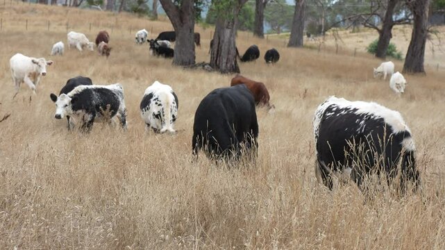 livestock in a meadow, sustainable carbon neutral farming being practiced. regenerative raised cows in a field. agricultural technology innovation.	
