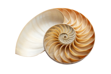 Nautilus shell with spiral pattern representing harmony in nature and perfect design for educational materials and decor