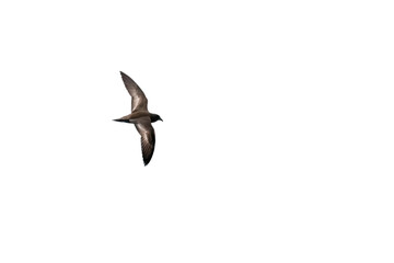 Fototapeta premium Bird in flight capturing freedom and grace above the landscape during a sunny day