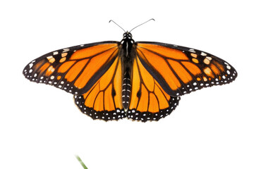 Fototapeta premium Monarch butterfly perched with vibrant orange and black wings showcasing intricate patterns for nature lovers and educators