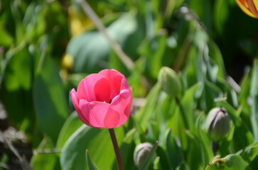 Vibrant Pink Tulip in Bloom  
