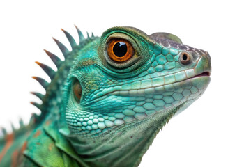 Obraz premium Detailed close-up of a vibrant iguana showcasing its colorful features and unique texture ideal for nature enthusiasts and educational purposes