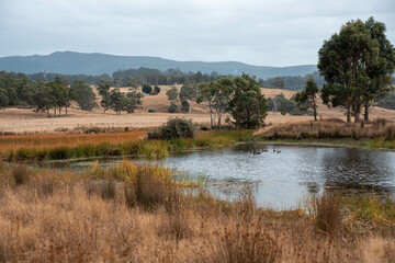 Water dam on a farm in a field surrounded by trees and green grass in australia
