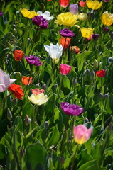 A Stunning Display of Tulips in a Lush Garden