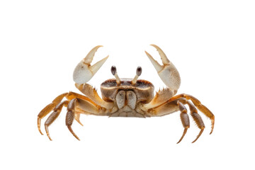Fototapeta premium Crab in a striking pose showcasing its claws and features, ideal for marine biology or coastal education materials