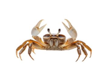 Crab in a striking pose showcasing its claws and features, ideal for marine biology or coastal education materials