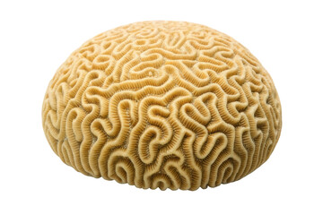 Unique coral structure displaying intricate patterns resembling a brain, perfect for educational materials and marine life exploration
