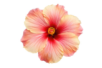 Fototapeta premium Beautiful hibiscus flower with vibrant pink and yellow petals for botanical art, design for print or decor