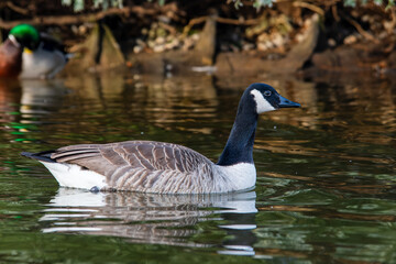 Bernache du Canada Branta canadensis nageant dans l'eau, oiseau aquatique, photographie de faune, oiseaux sauvages