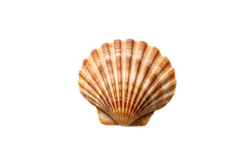 Obraz premium Beautiful scallop shell showcasing intricate patterns and natural colors for decorative purposes or marine-themed designs
