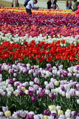 Expansive Tulip Field with Vibrant Colors and Visitors Enjoying the View