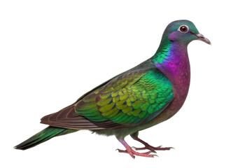 Fototapeta premium Colorful tropical bird with vibrant feathers in natural stance for wildlife enthusiasts and birdwatching activities