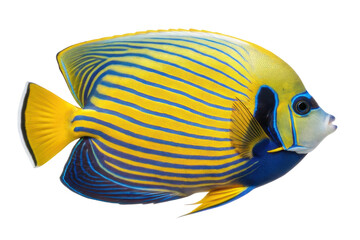 Naklejka premium Brightly colored marine fish showcasing vivid patterns and colors in an underwater environment ideal for ocean exploration