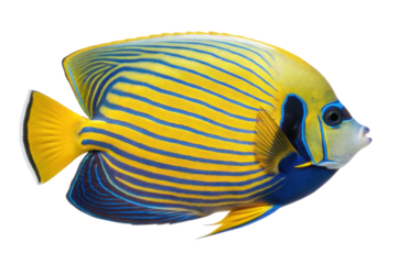 Brightly colored marine fish showcasing vivid patterns and colors in an underwater environment ideal for ocean exploration