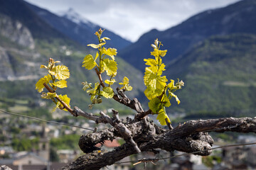 Jeunes pousses de feuilles de vignes sur un paysage de vallée de montagne, en Valais, dans les Alpes suisses