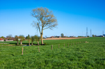 Green agriculture fields with fresh growing plantations in Aalbeke, Kortrijk, West Flanders, Belgium