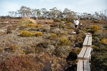tasmania alpine plants, hiking with a baby on a boardwalk in a national park