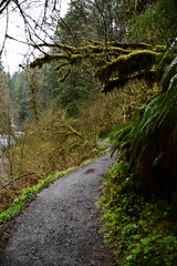 Obraz premium Upper north Falls and Silver creek river at Silver Falls state park, Oregon
