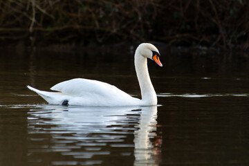 Cygne tuberculé Cygnus olor nageant sur l’eau, grand oiseau blanc élégant en milieu naturel, faune sauvage