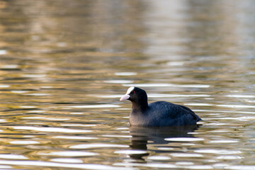 Foulque macroule Fulica atra flottant sur l’eau, oiseau aquatique noir au bec blanc, faune sauvage en milieu naturel