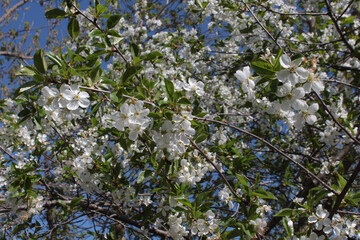 blossoming apple tree in spring