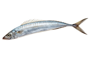 Fresh mackerel fish displayed for culinary preparation and seafood recipes, emphasizing healthy eating and sustainable sourcing