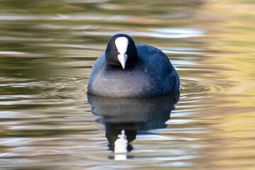 Foulque macroule Fulica atra flottant sur l’eau, oiseau aquatique noir au bec blanc, faune...