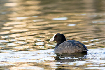 Foulque macroule Fulica atra flottant sur l’eau, oiseau aquatique noir au bec blanc, faune sauvage en milieu naturel