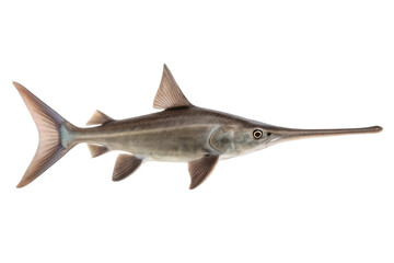 Swordfish underwater in natural habitat showcasing unique features and vibrant colors for marine life documentation and educational purposes