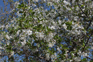 blossoming apple tree