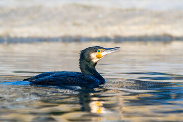Grand cormoran Phalacrocorax carbo nageant dans l’eau, oiseau aquatique noir, photographie de faune sauvage