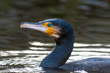 Grand cormoran Phalacrocorax carbo nageant dans l’eau, oiseau aquatique noir, photographie de faune sauvage